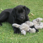 Labrador Puppy, Mighty at 8 weeks