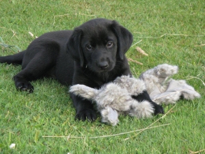 Labrador Puppy, Mighty at 8 weeks