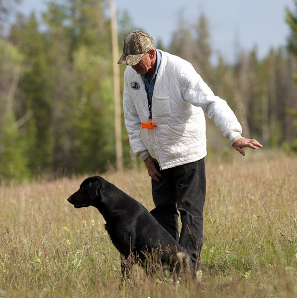 Labrador, Mighy's First Field Trial