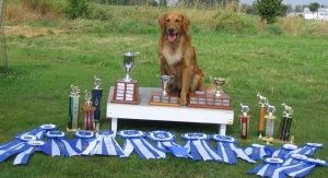 Golden Retriever Billie earns her 6th Perfect Score in the Obedience Ring