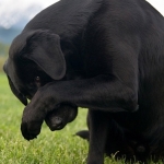 Labrador, Might shows his bashful side