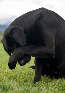 Labrador, Might shows his bashful side