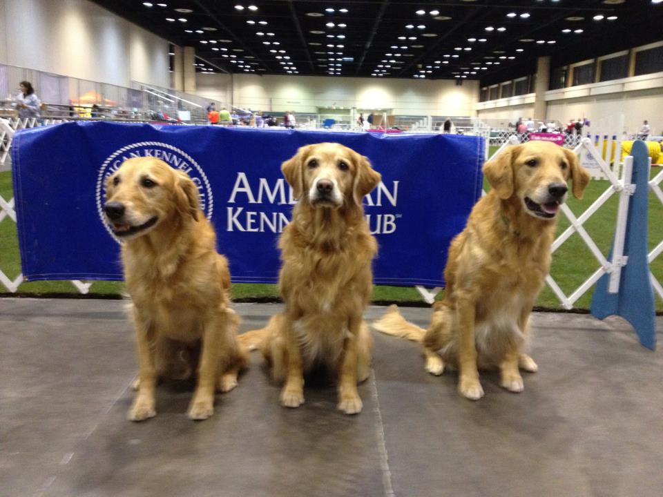 Ryder, Bob & Cal - three of the top five goldens at the Florida Agility Nationals