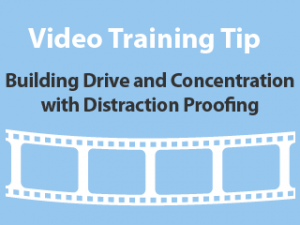 Training tips - Building drive and concentration