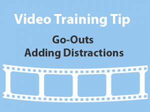 Training Tips - Adding distractions to Early Go-Outs