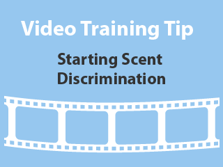 training-tip-starting-scent-discrimination