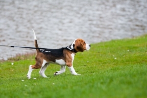Beagle pulling on leash