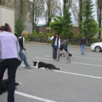 Bosleys - Obedience in the parking lot