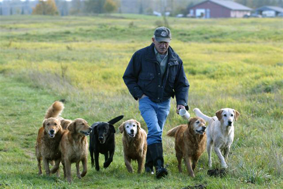 Field dog trainer, John Gunn with 6 of his retrievers