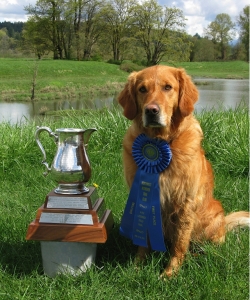 Raisin WON the all-breed Qualifying Stake at the Northwest Retriever Club Field Trial