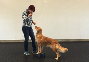 canine body awareness training with Janice Gunn