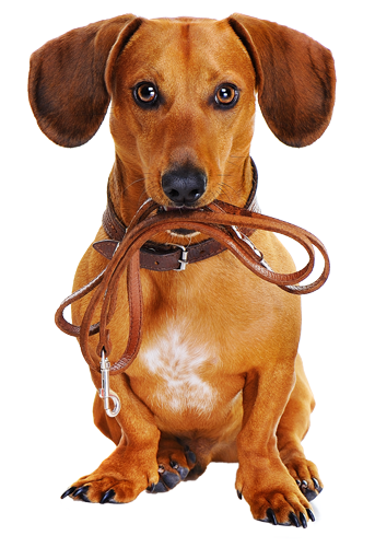 Dachshund Dog holding leash