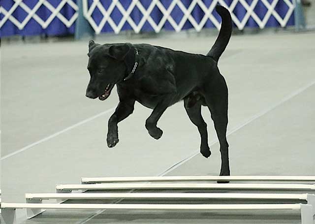 Labrador Remi takes the broad jump in obedience competition