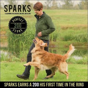 Golden Retriever Sparks earns a 200 score from Novice B class his first time in the ring.