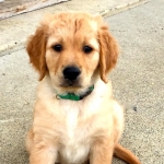 Golden Retriever Puppy - Sparks