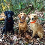 Sparks with Pounce and Remi