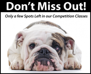k9 competition classes almost full