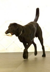 remi retrieving the glove in the directed retrieve exercise