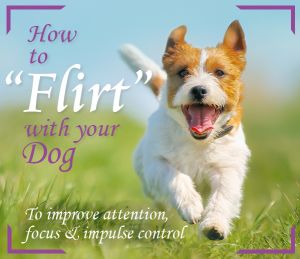 use flirt toy to improve focus in dog training