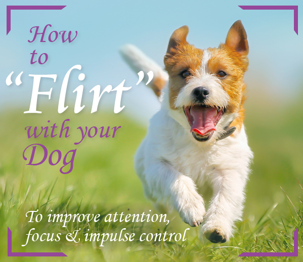 use flirt toy to improve focus in dog training