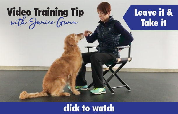 Teaching Your Dog to “Leave it”