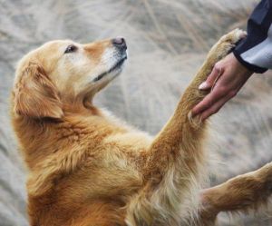 human dog bond