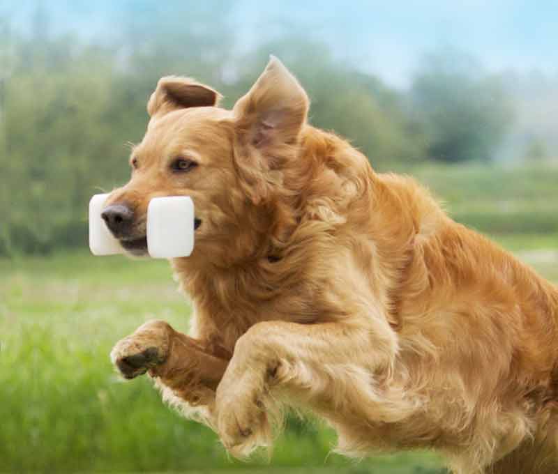 obedience golden retriever jumping with dumbbell