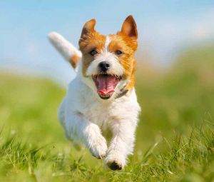 Happy jack russell terrier