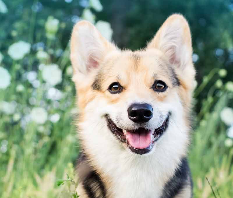 Dog Training from 17 weeks to adult