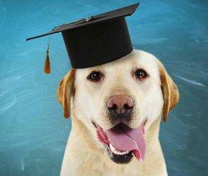 Dog with Graduate Hat