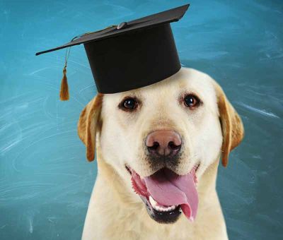 Graduate Dog Training Class