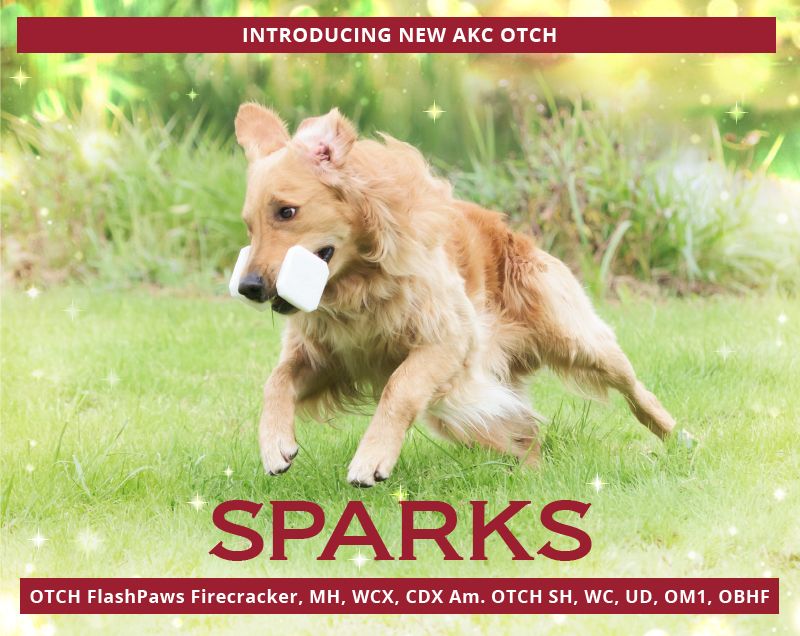 Sparks AKC OTCH