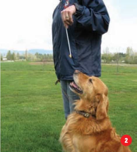 The Heeling stick is a dog training tool for teach competitive