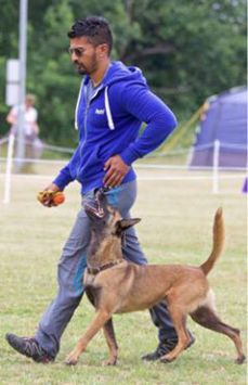 kamal-mal Kamal with Malinois