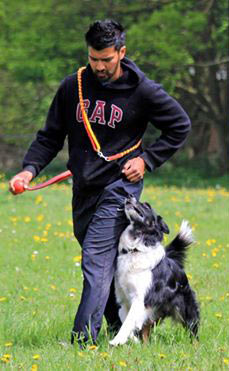 kamal-bc Kamal with Border Collie