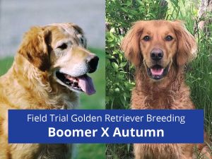 Golden Retriever Breeding - Boomer X Autumn - Field Trial Champion Lines