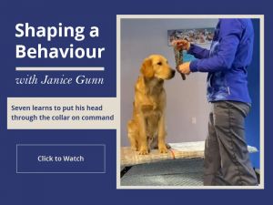 obedience training: shaping a behaviour