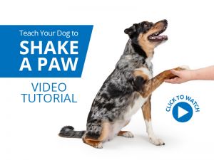 Teach Your Dog to Shake a Paw