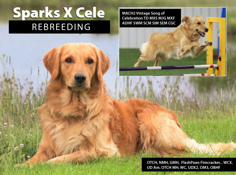 Golden Retriever planned breeding between Sparks and Cele