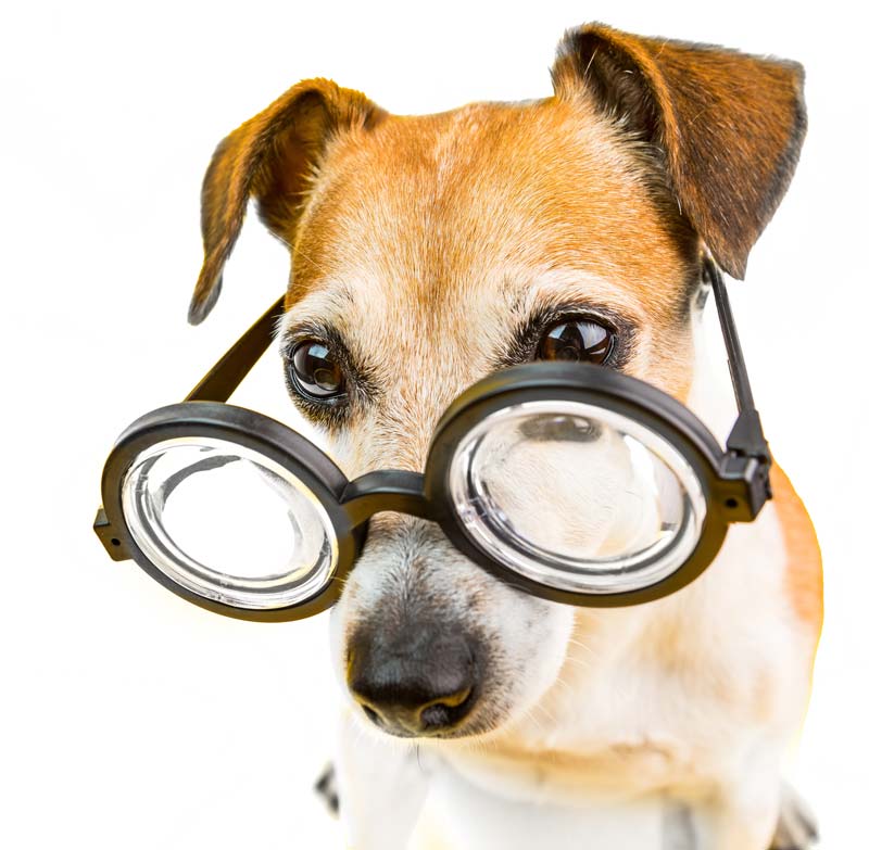 dog-with-glasses