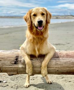 Golden Retriever, Seven, at one year of age