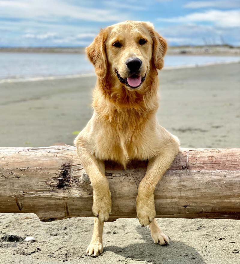 Golden Retriever, Seven, at one year of age