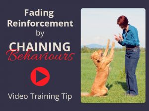 Fading Reinforcement by Chaining Behaviours