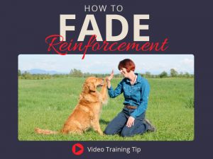 How to Fade Reinforcement in Dog Training