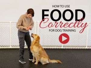 How to use food correctly in dog training