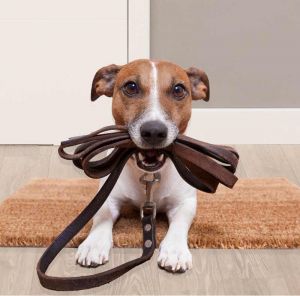 advanced dog training | Jack russel holding leash