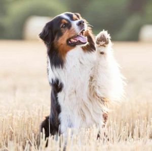 trick training for dogs | aussie shepherd shows off a wave