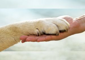paw in hand | Rally builds the human animal bond