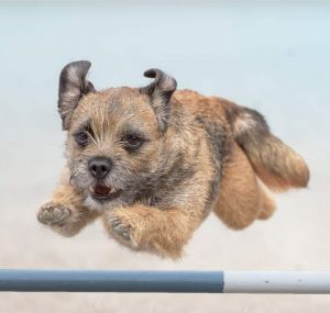 beginner agility | small terrier going over jump
