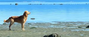 golden retriever at beach
